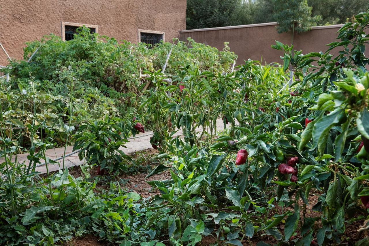Ouirgane Ecolodge Екстериор снимка